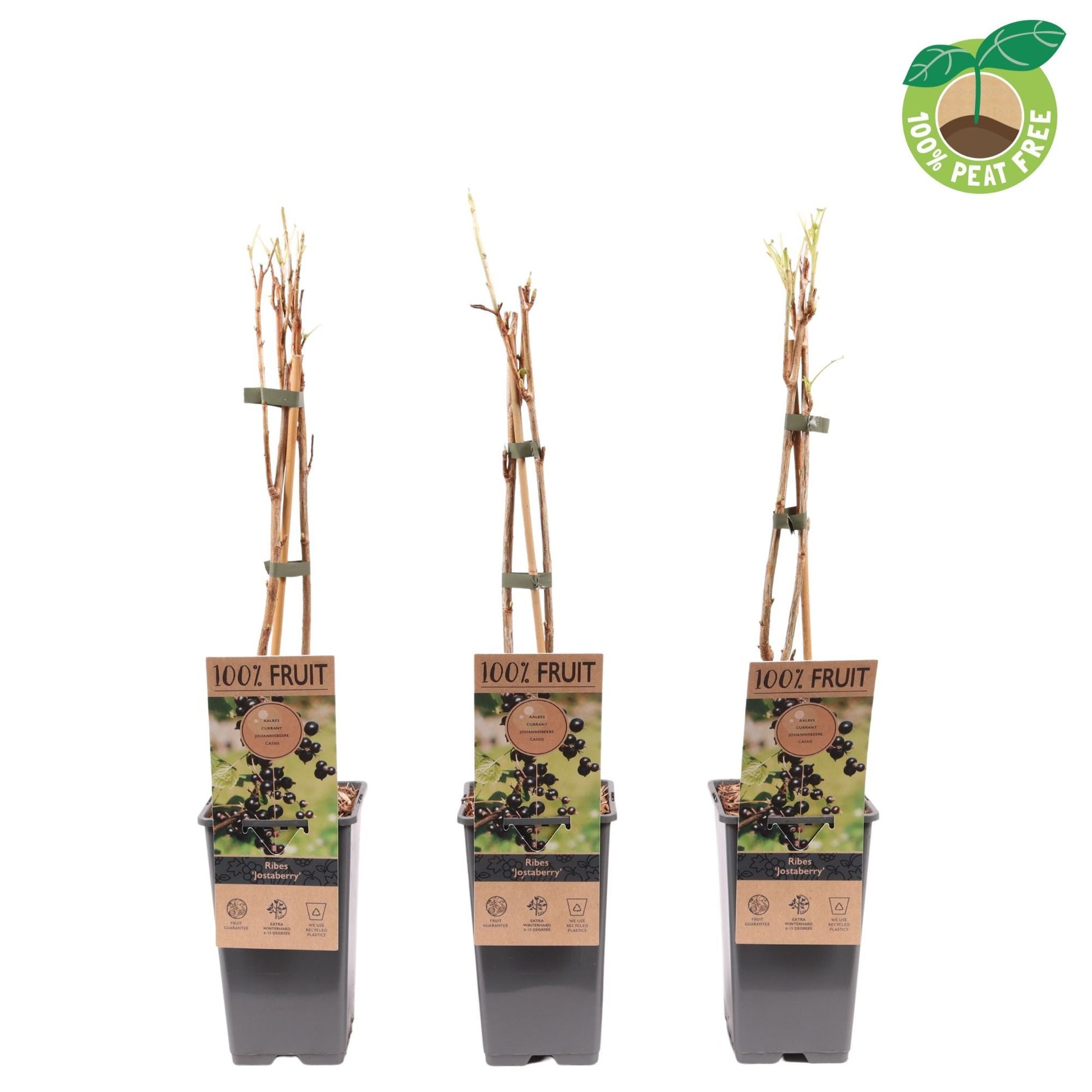Ribes Jostaberry 50cm 15cm Pot