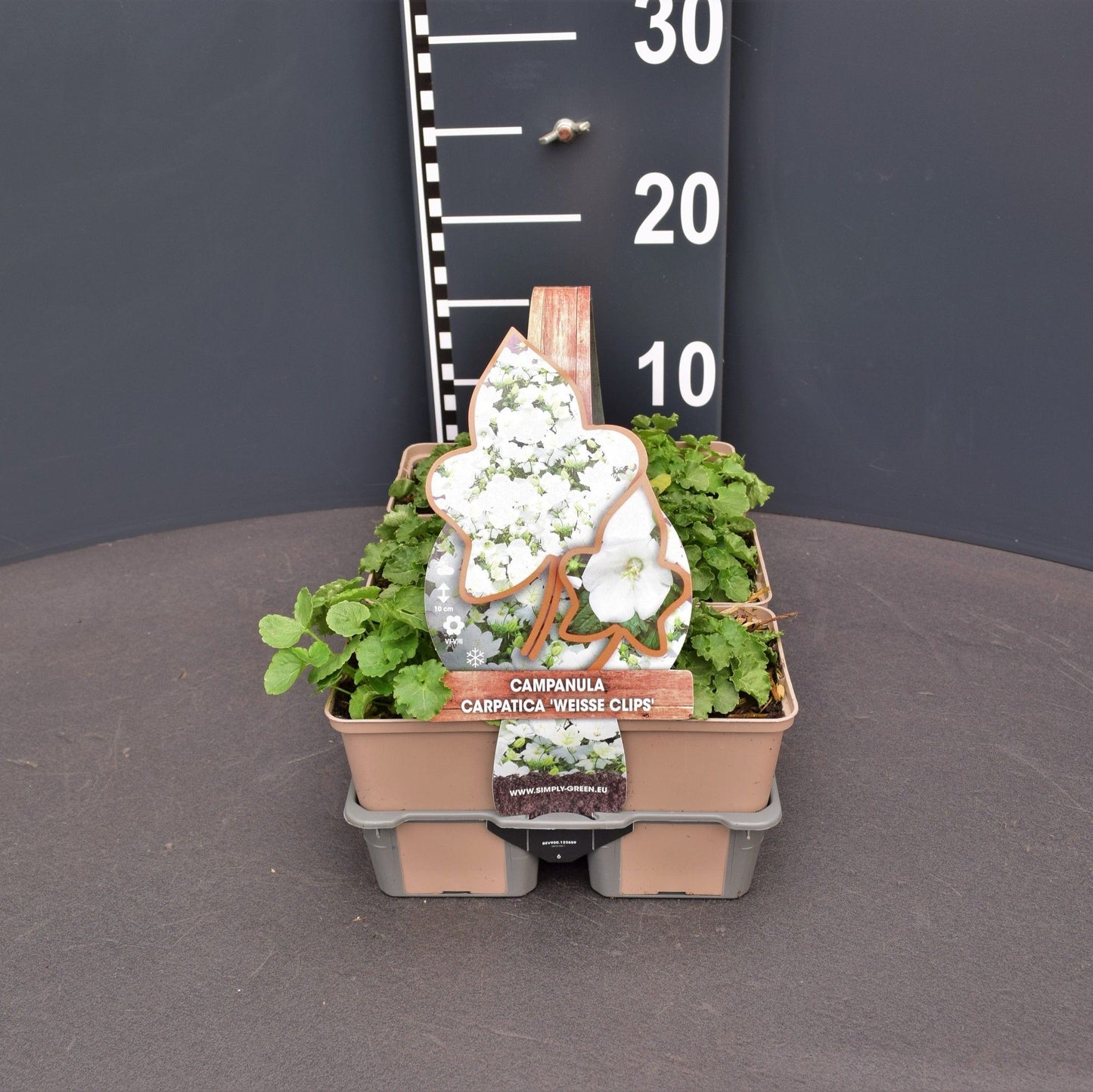 Campanula carp. Weisse Clips 6-pack 5cm 9cm Pot