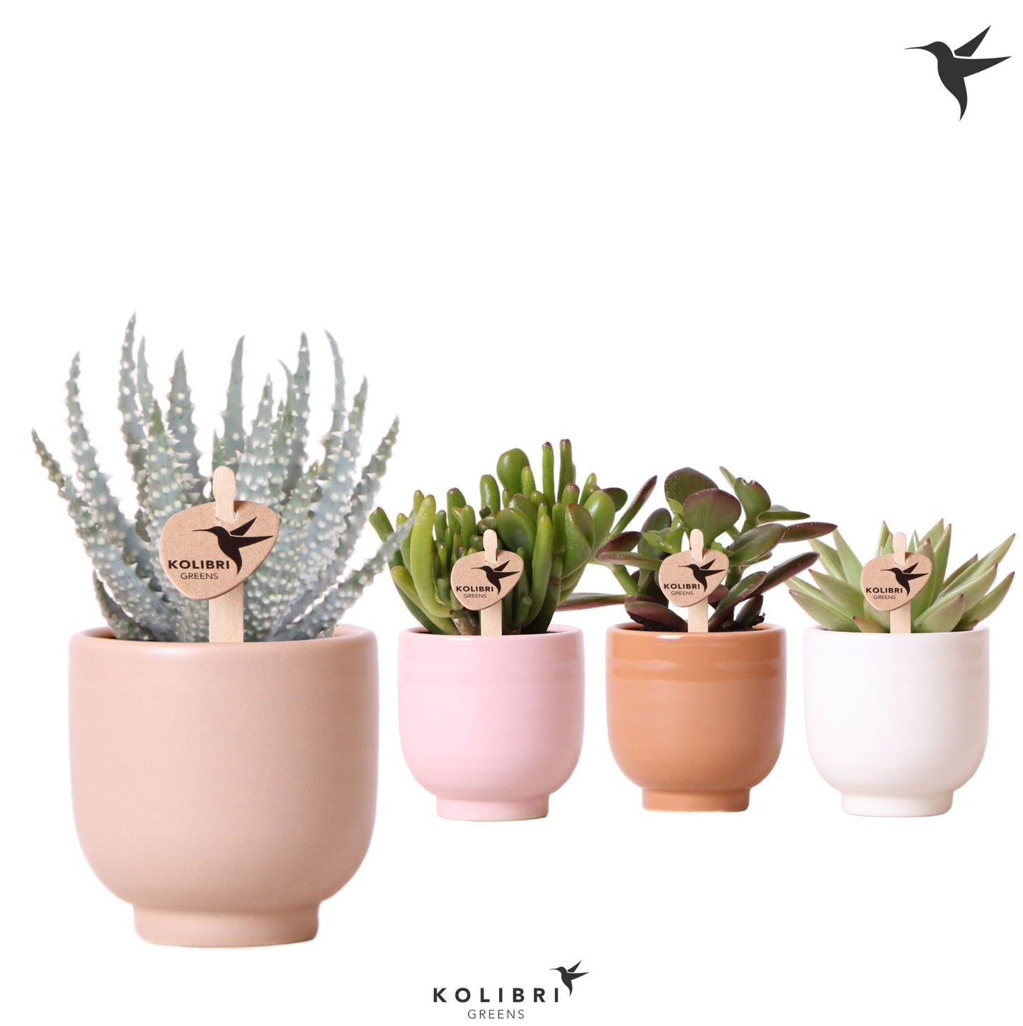 Succulenten mix (+ drp.ceramic) 13cm 6cm Pot