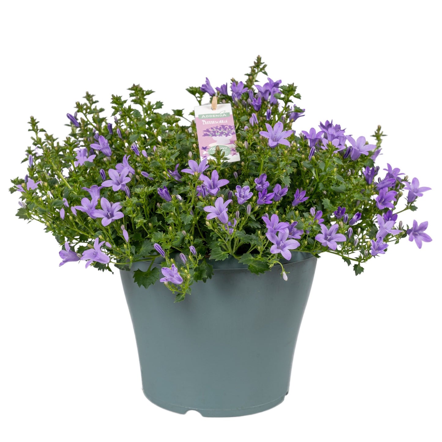 Campanula Ambella lavender 30cm 23cm Pot