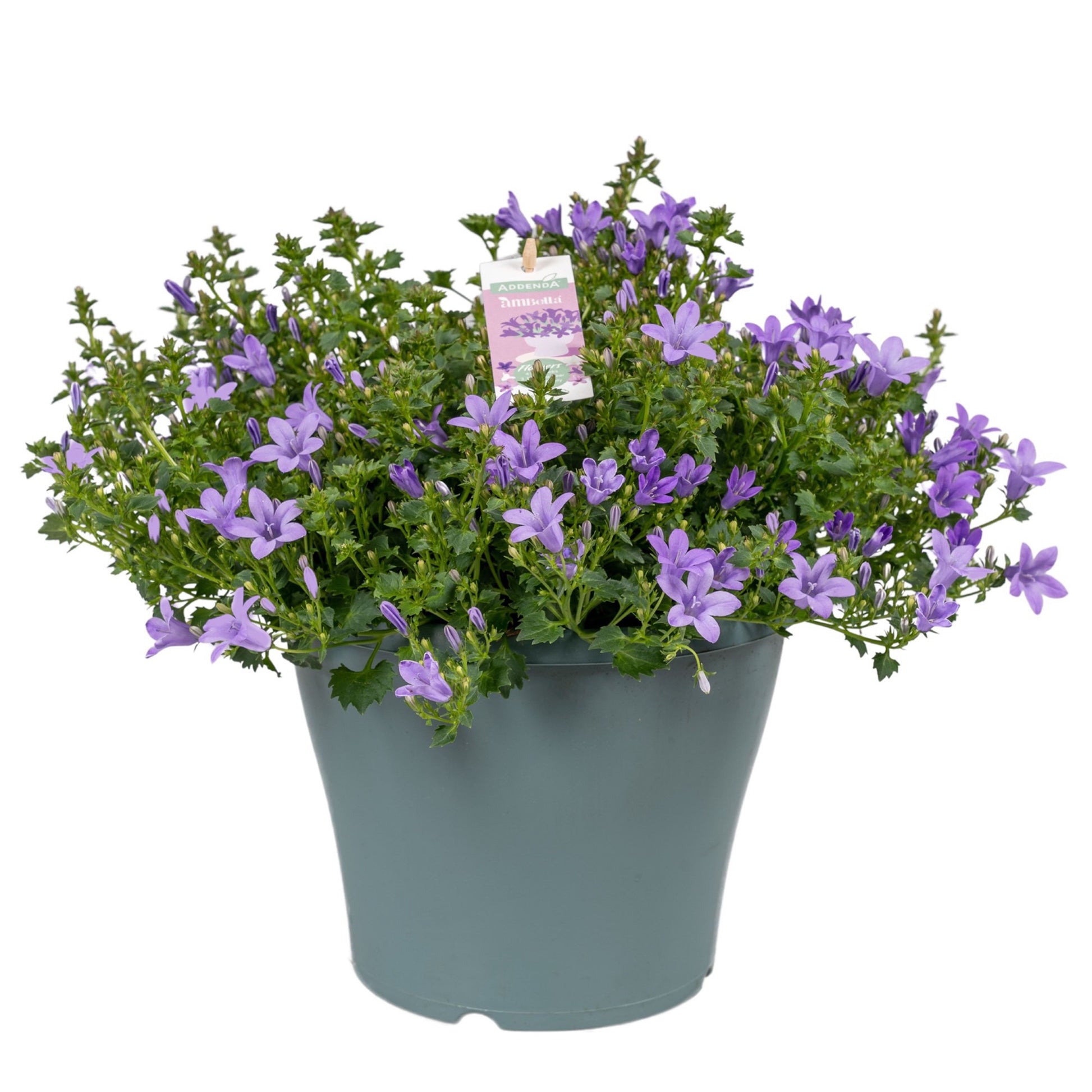 Campanula Ambella lavender 30cm 23cm Pot