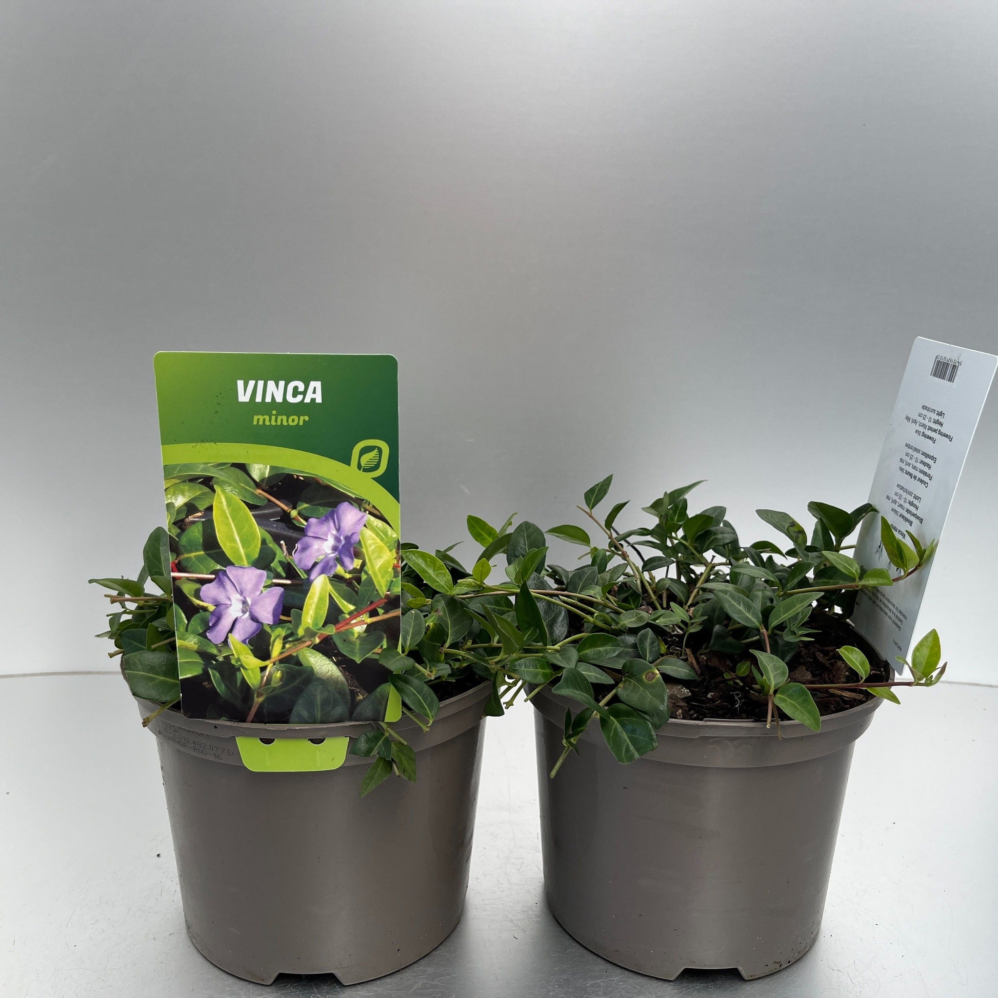 Vinca minor 20cm 17cm Pot