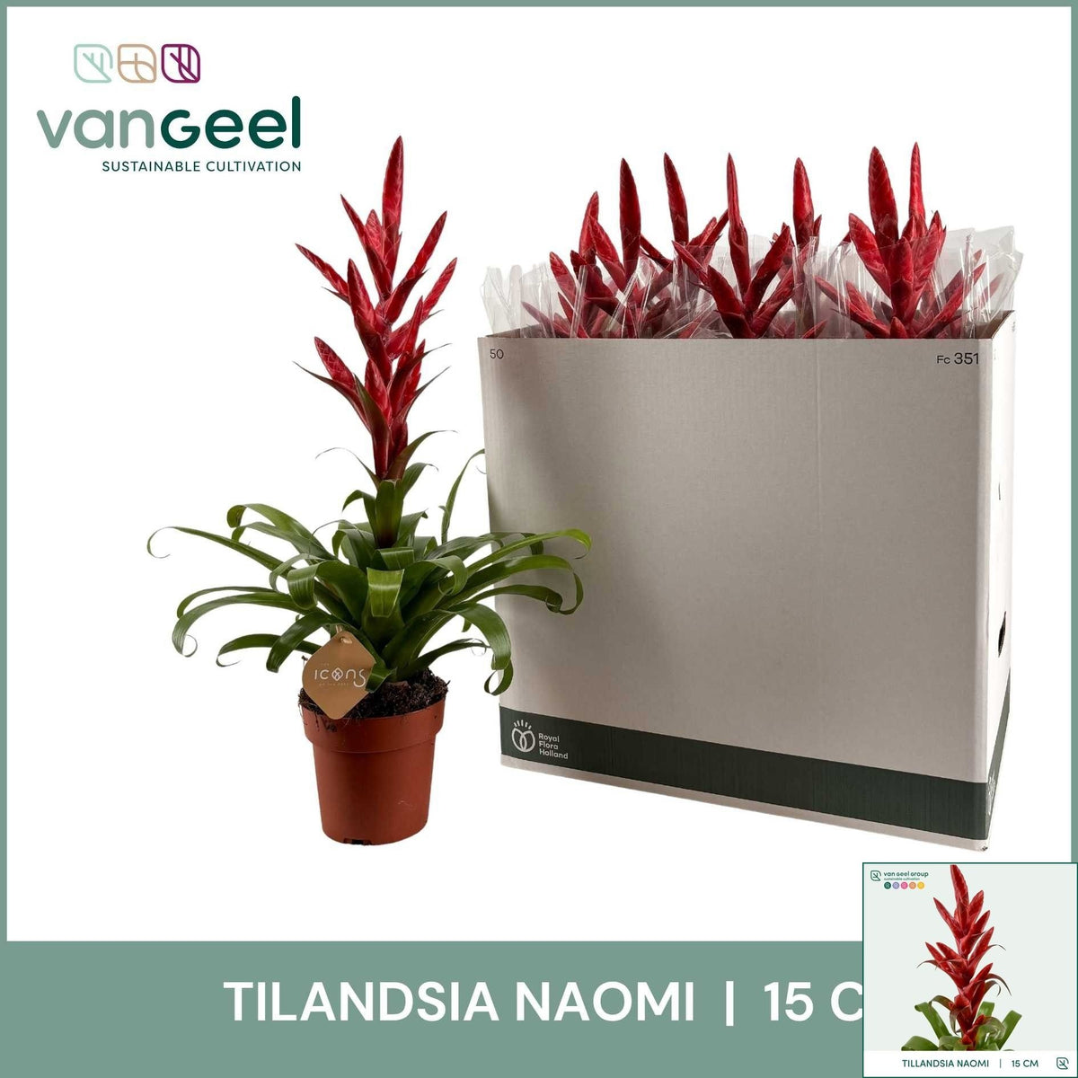 Tillandsia Naomi 65cm 15cm Pot