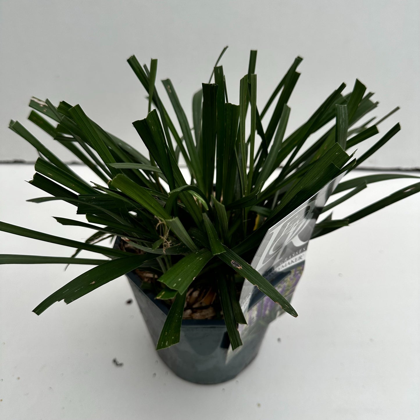 Liriope mus. Moneymaker 25cm 17cm Pot