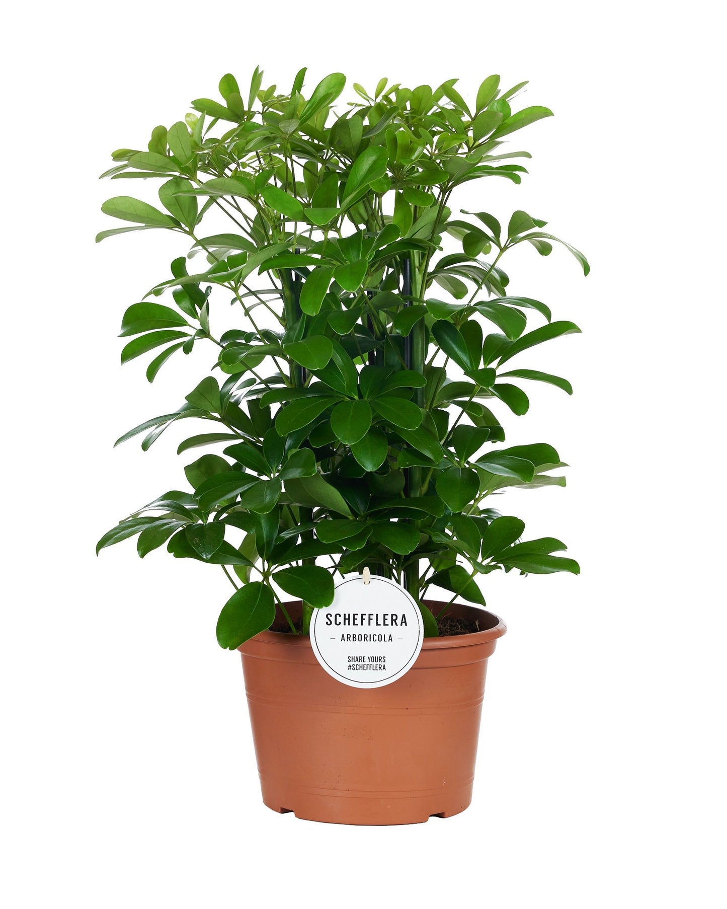 Schefflera arb. Nora 50cm 21cm Pot