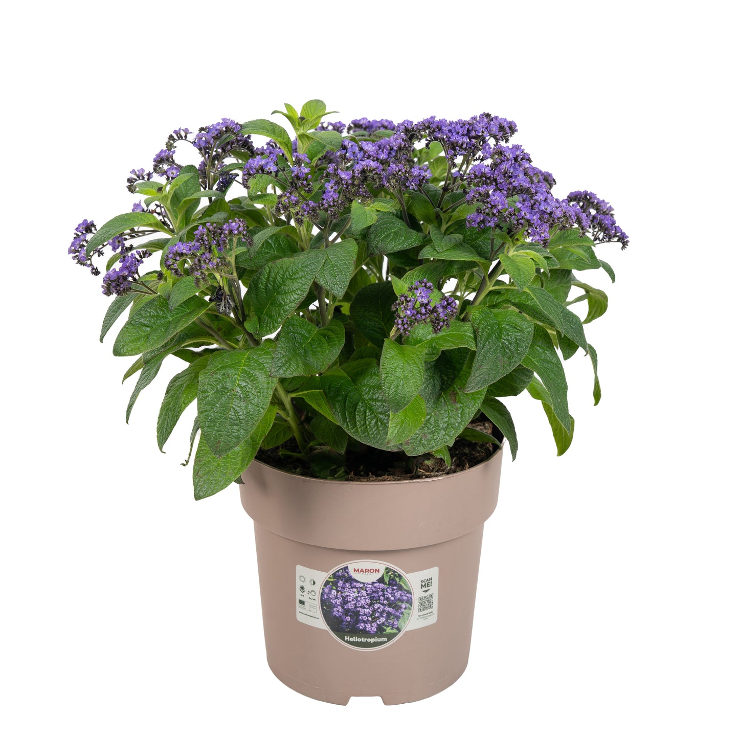 Heliotropium Marino Blue 50cm 23cm Pot