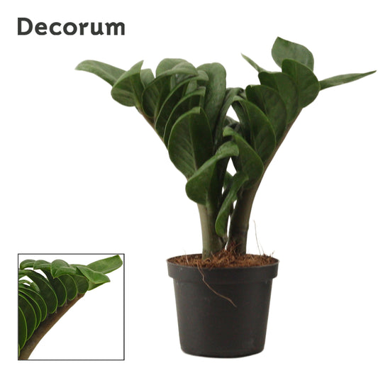 Zamioculcas Zenzi 25cm 9cm Pot