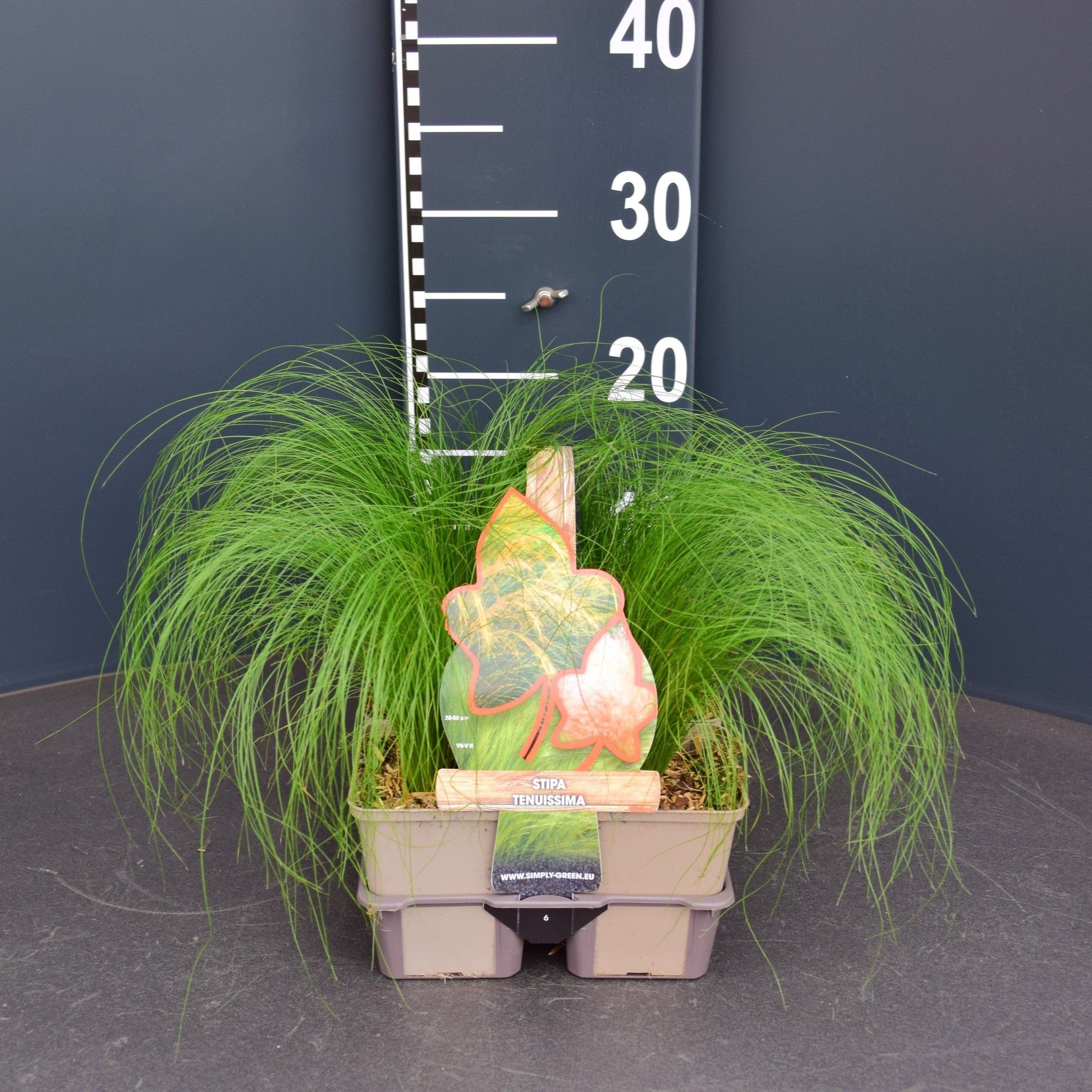Stipa Ponytails 25cm 9cm Pot