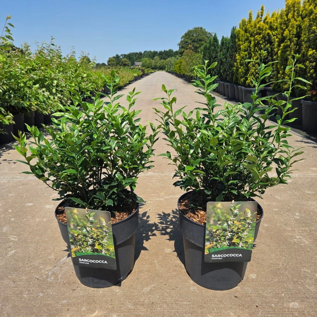 Sarcococca confusa 55cm 27cm Pot