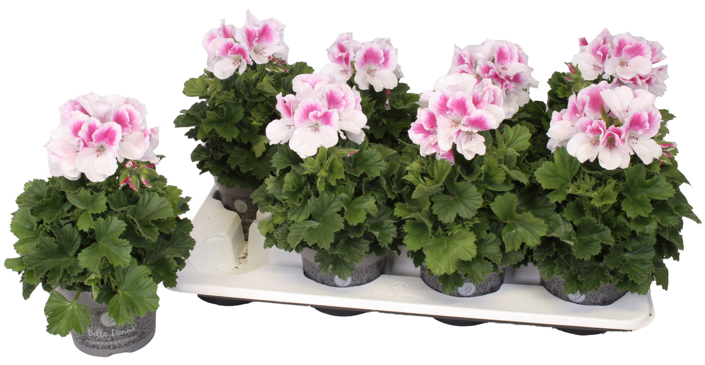 Pelargonium gr. Bella Donna roze-wit 28cm 12cm Pot
