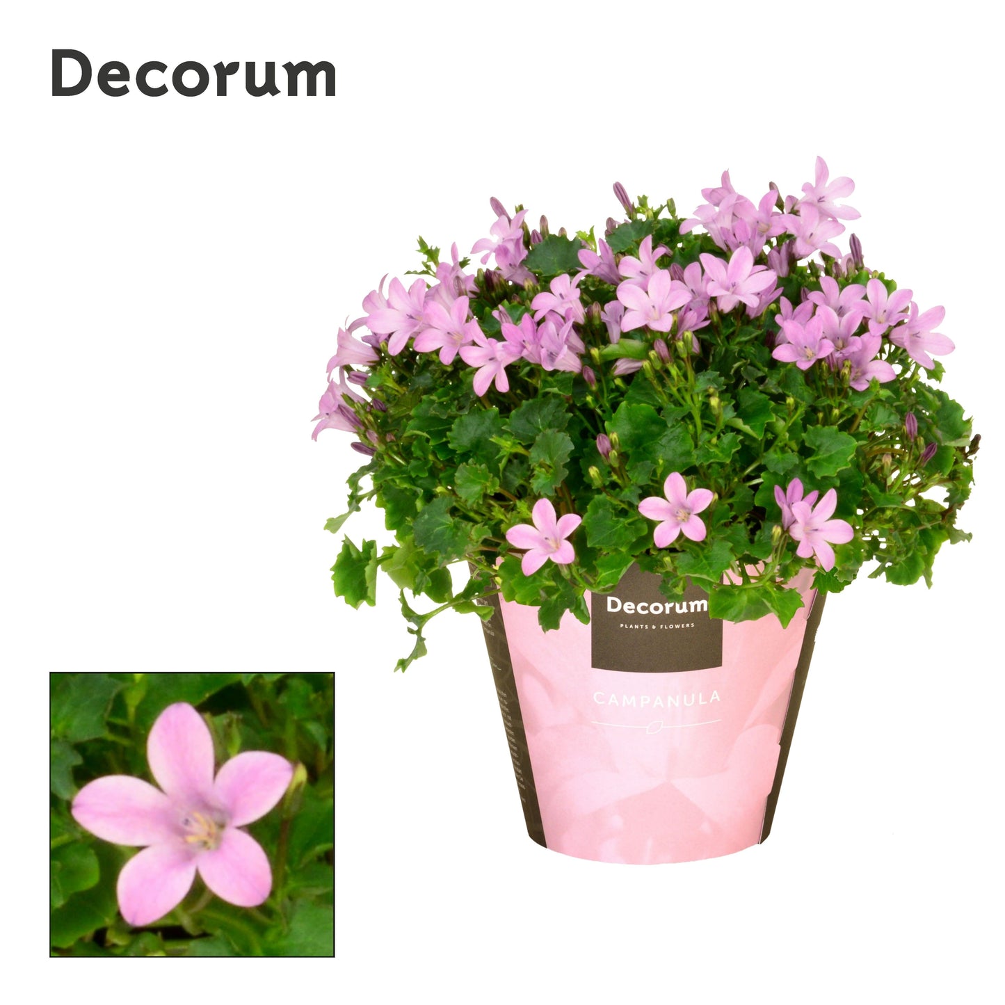 Campanula Porto Pink 17cm 11cm Pot