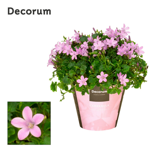 Campanula Porto Pink 17cm 11cm Pot