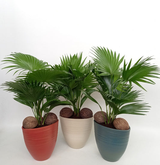 Livistona in ceramic 55cm 22cm Pot