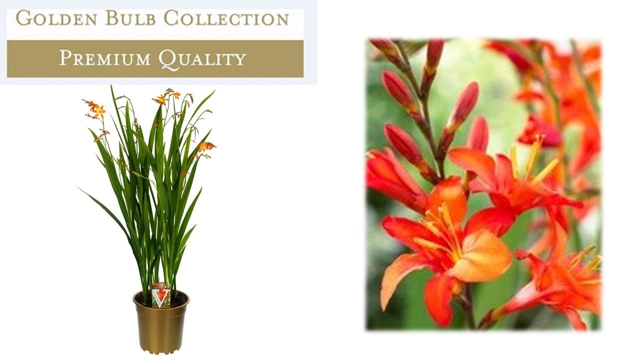 Crocosmia Carmine Brilliant 90cm 19cm Pot