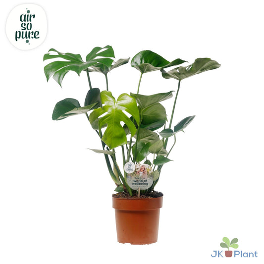 Monstera deliciosa 75cm 21cm Pot
