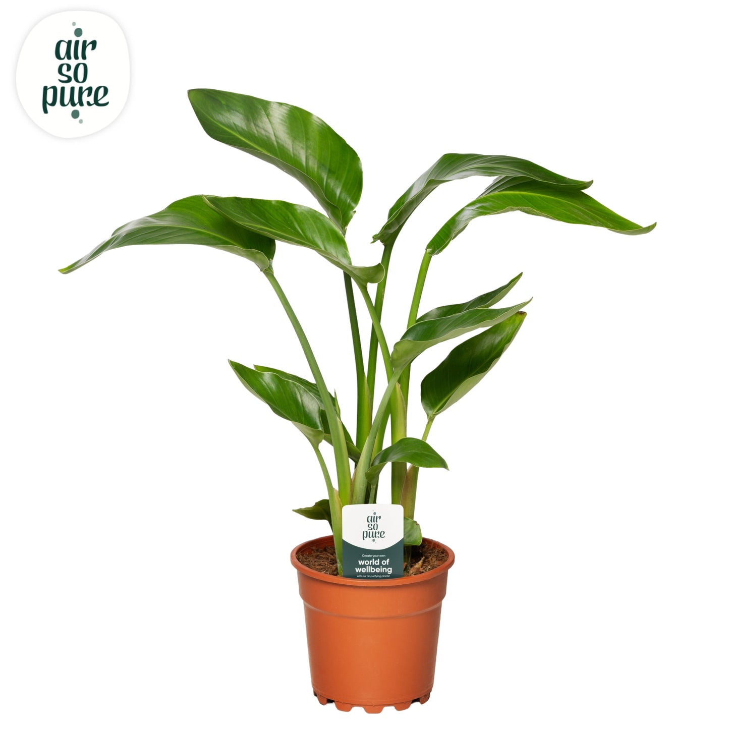Strelitzia nicolai 65cm 17cm Pot