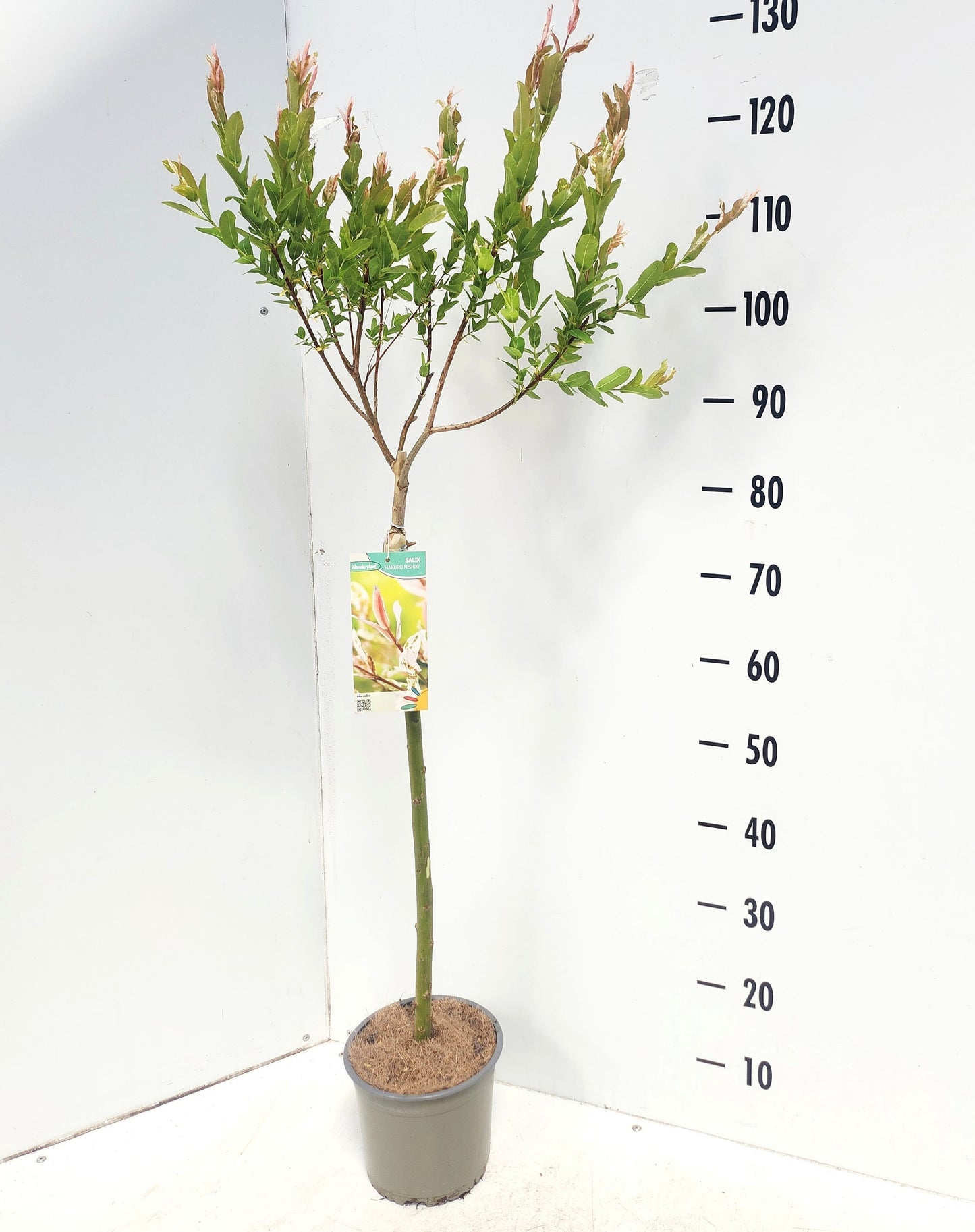 Salix int. Hakuro Nishiki 110cm 19cm Pot