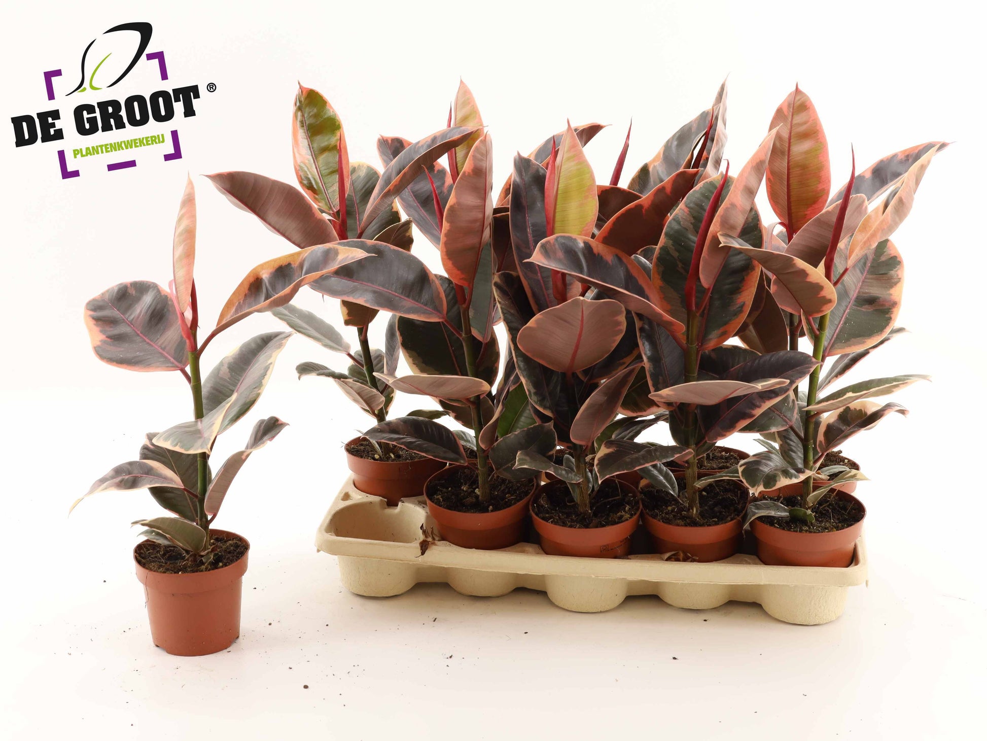 Groot BV, Kwekery J. de Ficus el. Belize Pack of 10