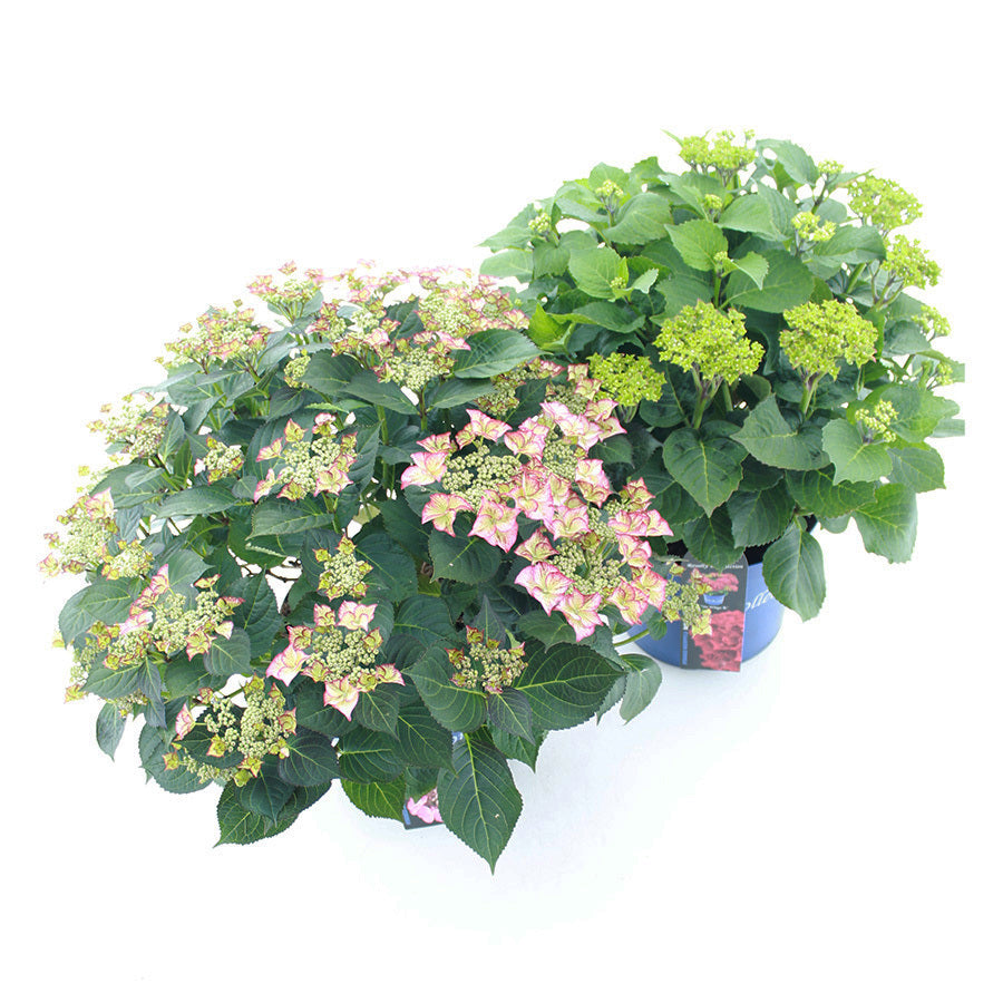Hydrangea macrophylla mix 50cm 28cm Pot