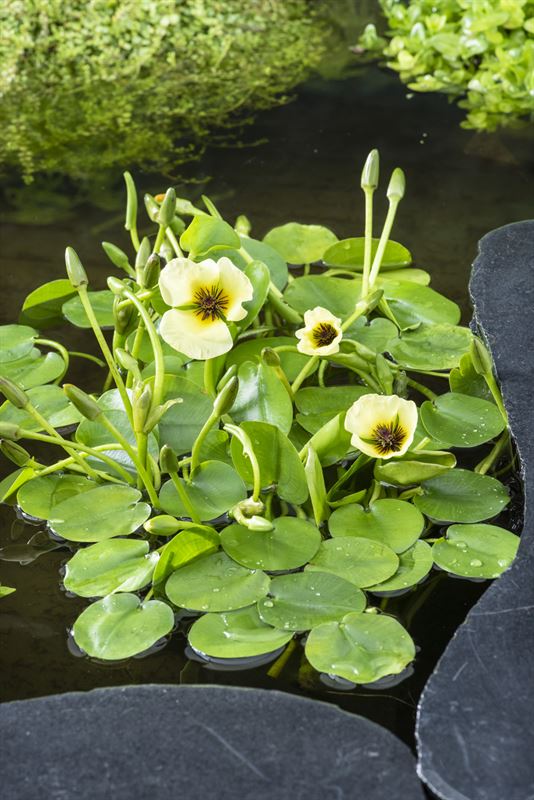 Hydrocleys nymphoides beker medium 12cm Pot