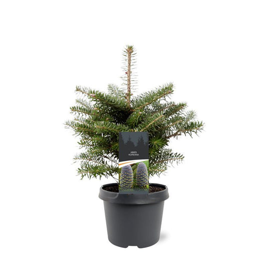 Abies koreana 35cm 19cm Pot