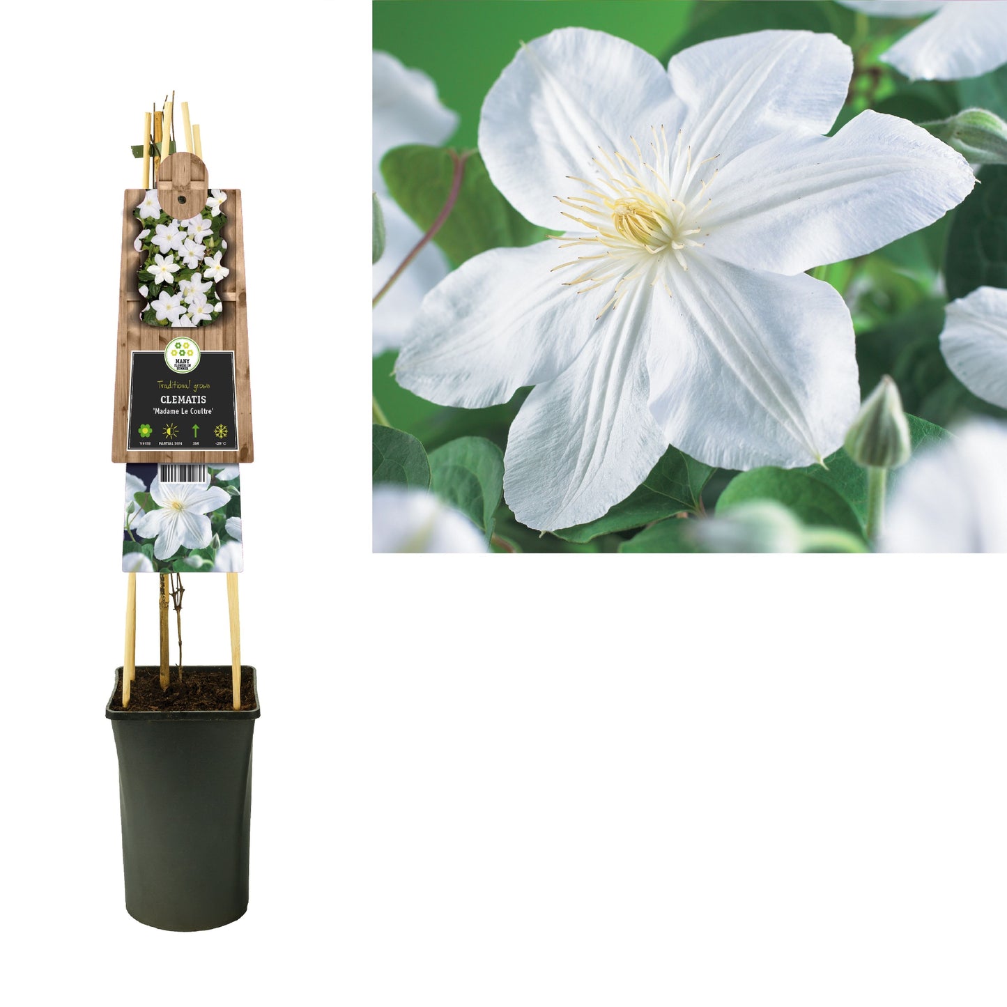 Clematis pat. Madame Le Coultre 75cm 17cm Pot