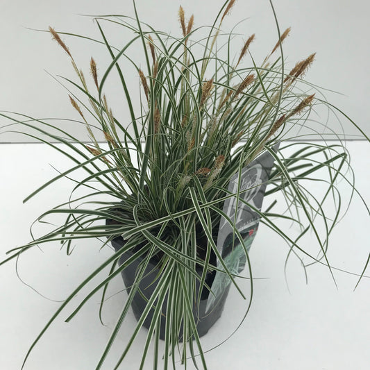 Carex Everest 30cm 17cm Pot