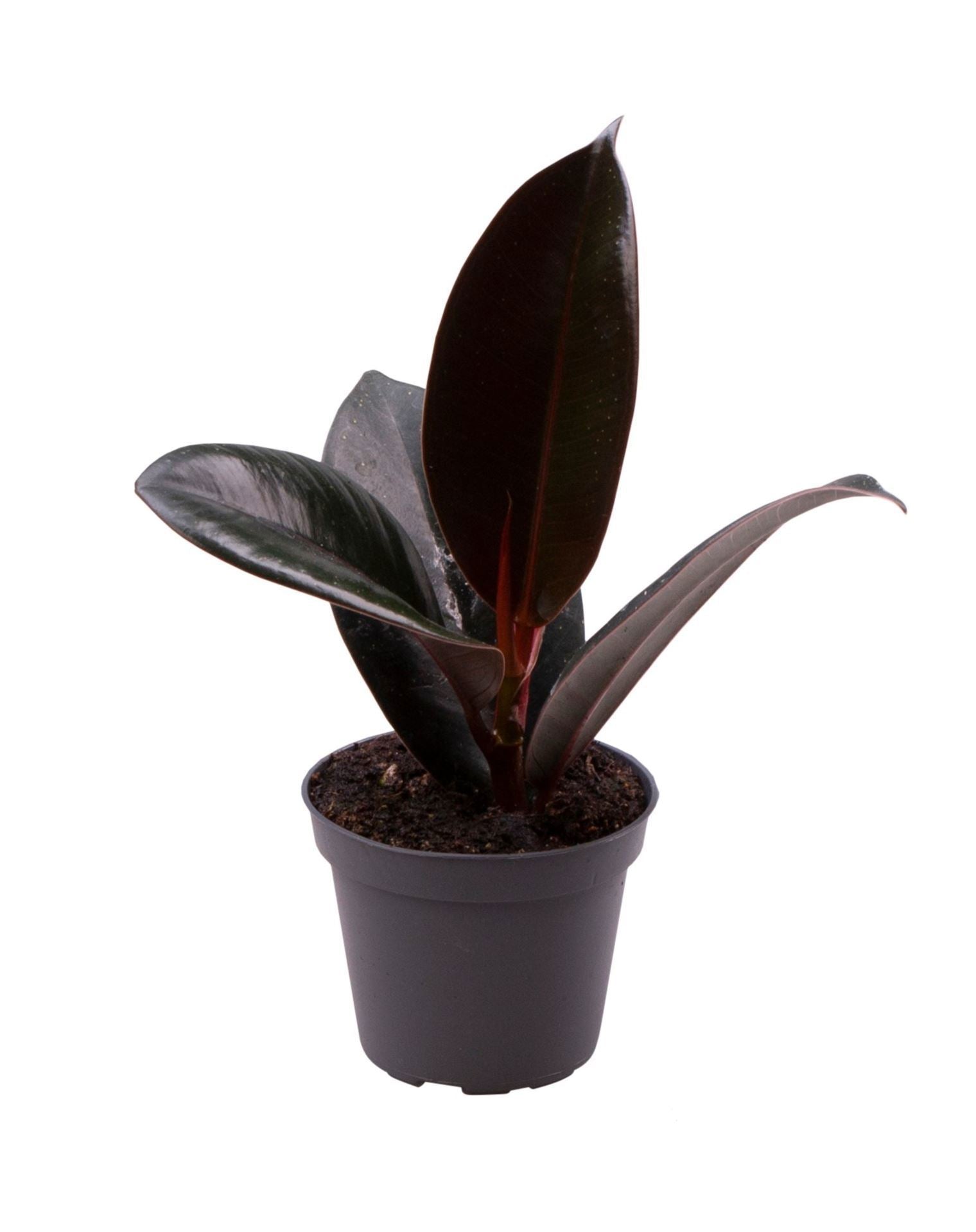 Ficus el. Robusta 15cm 6cm Pot