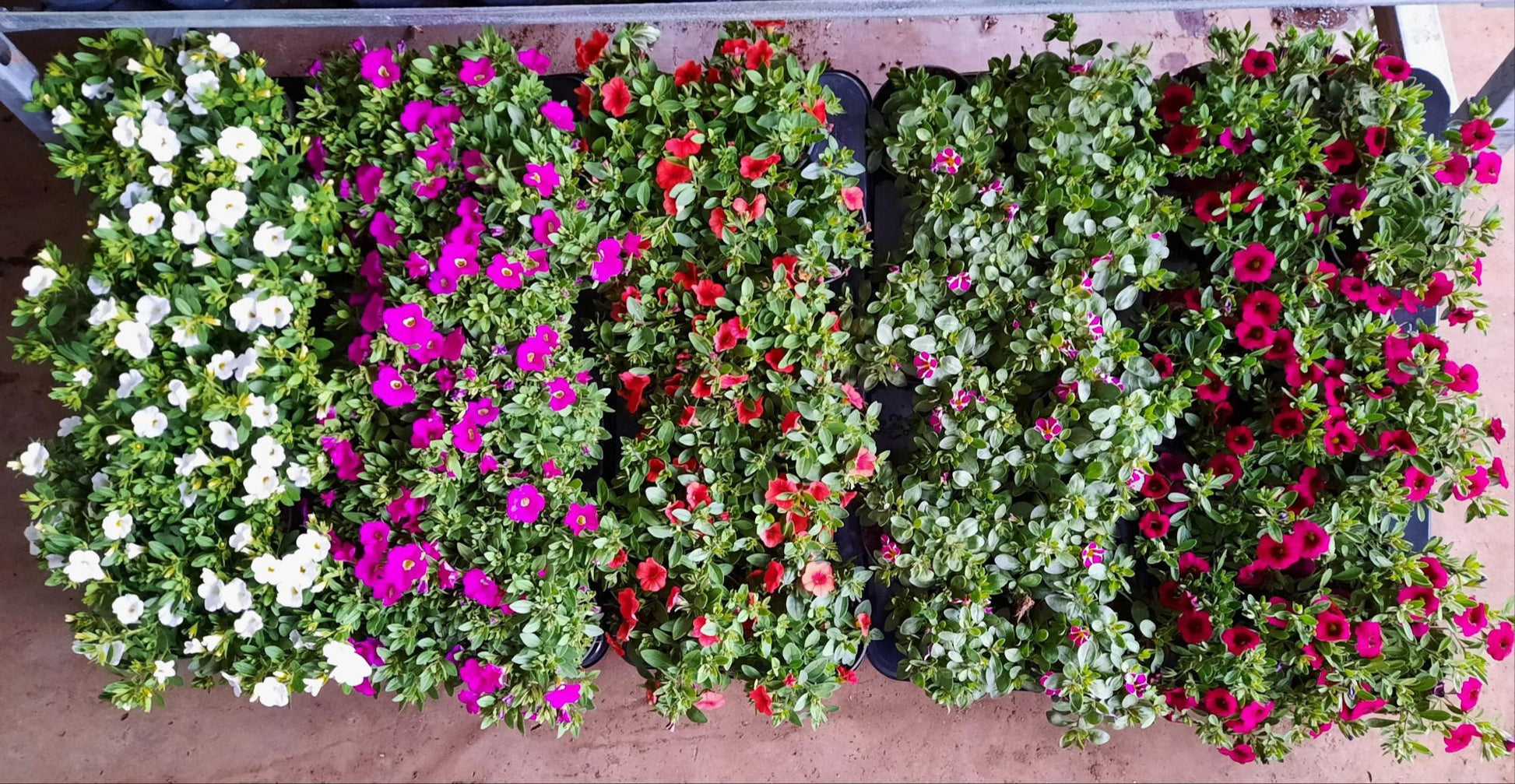 Calibrachoa Minifamous mix 15cm 510cm Pot