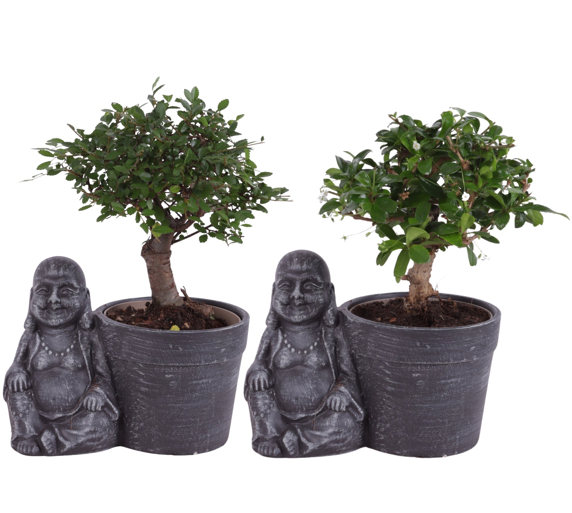 Bonsai mix 30cm 21cm Pot