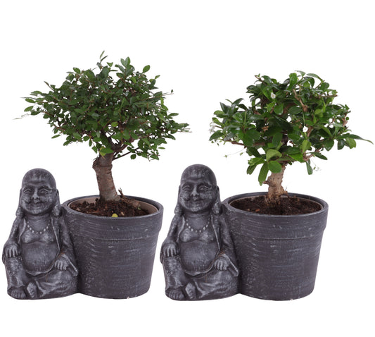 Bonsai mix 30cm 21cm Pot