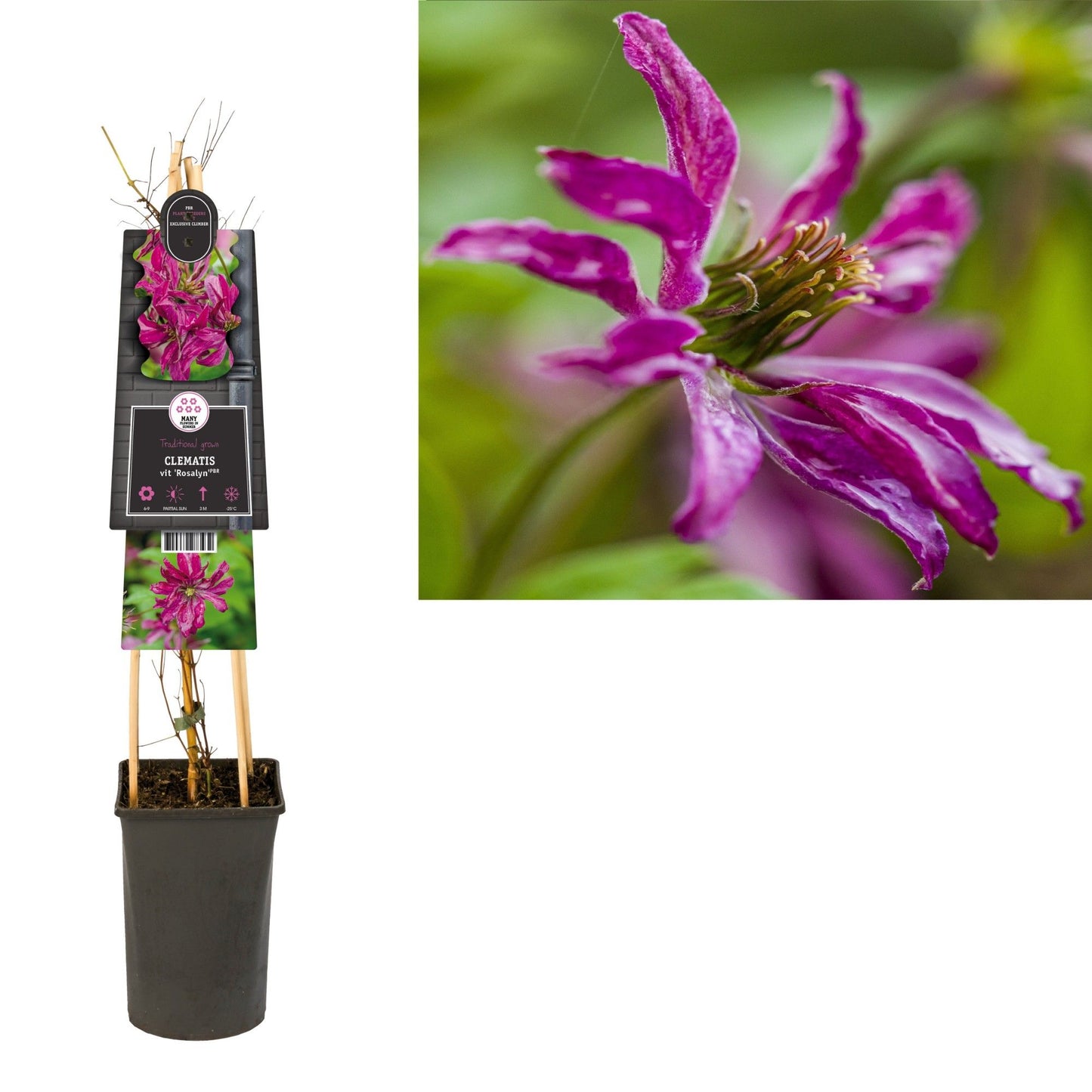 Clematis Rosalyn 75cm 17cm Pot