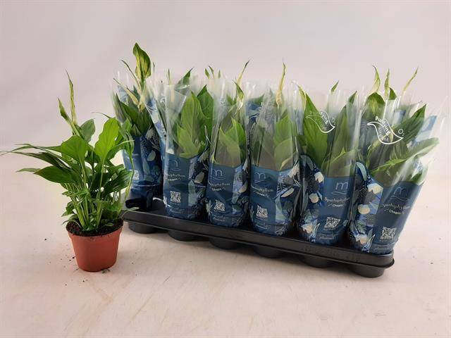 Spathiphyllum Chopin 30cm 9cm Pot