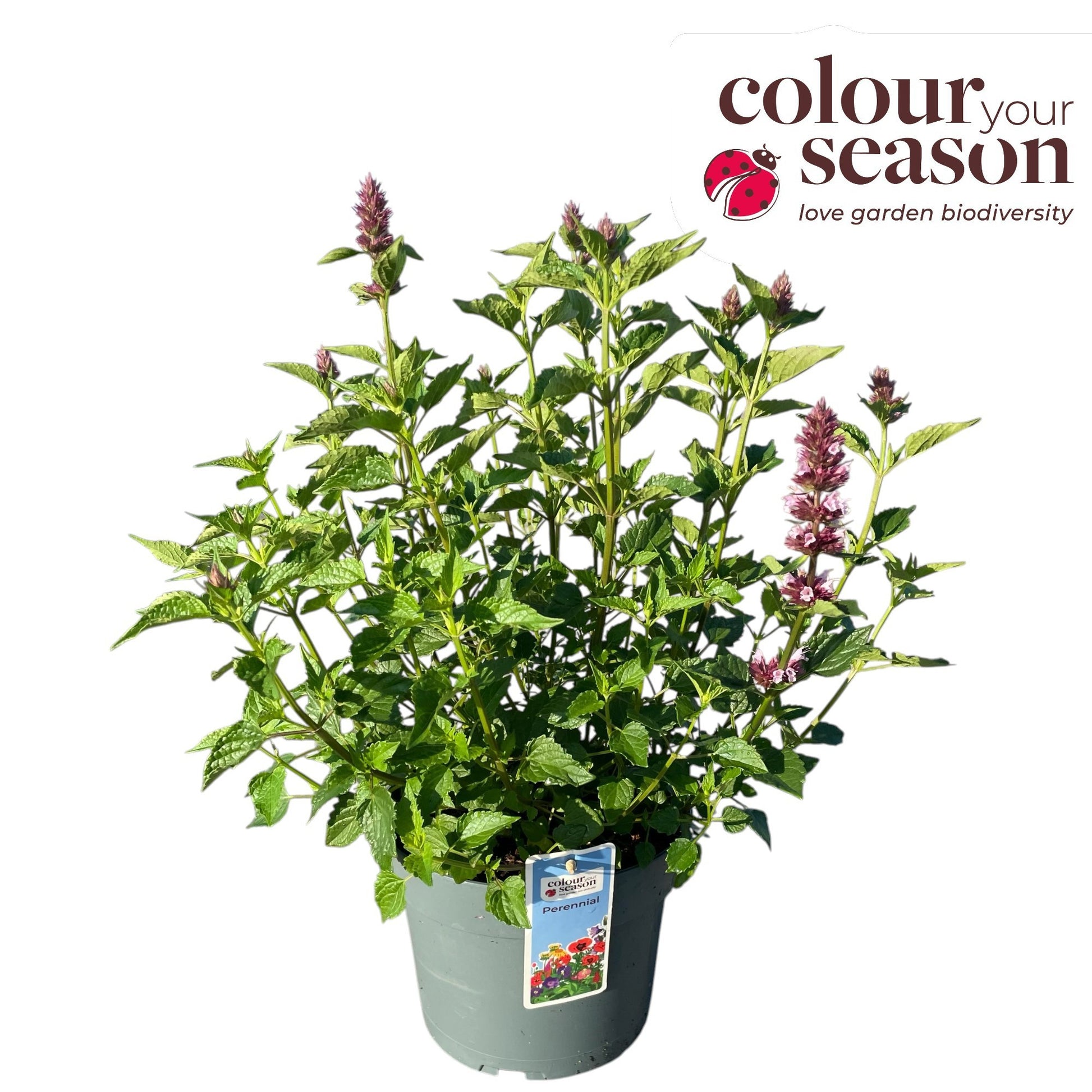 Agastache Hybrid 35cm 19cm Pot