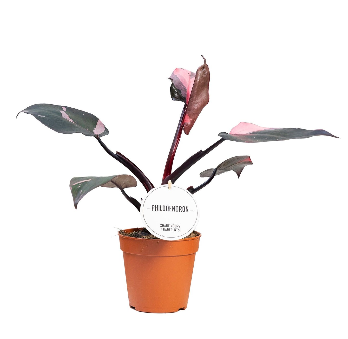 Philodendron Pink Princess 25cm 12cm Pot