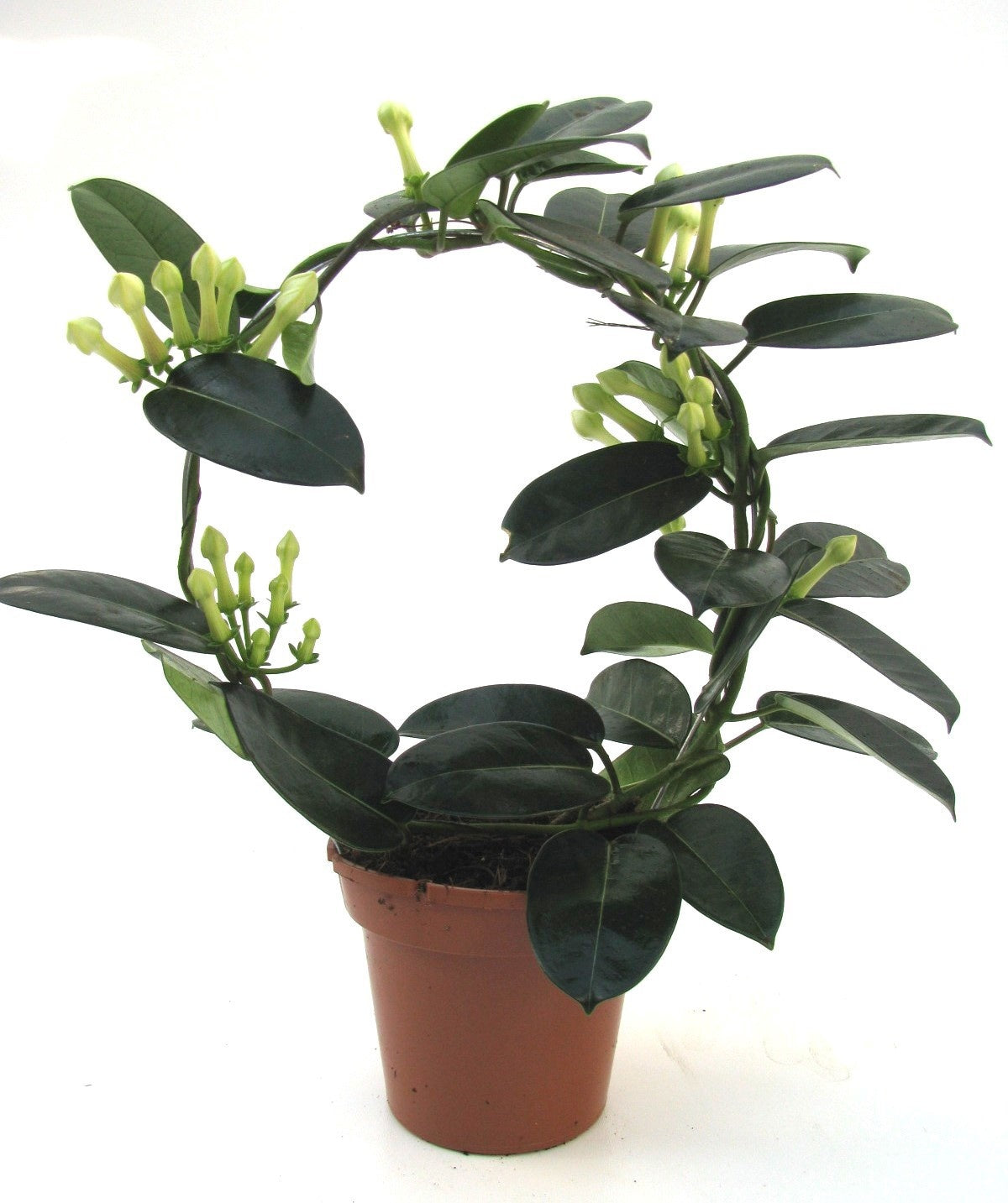 Stephanotis floribunda 40cm 12cm Pot