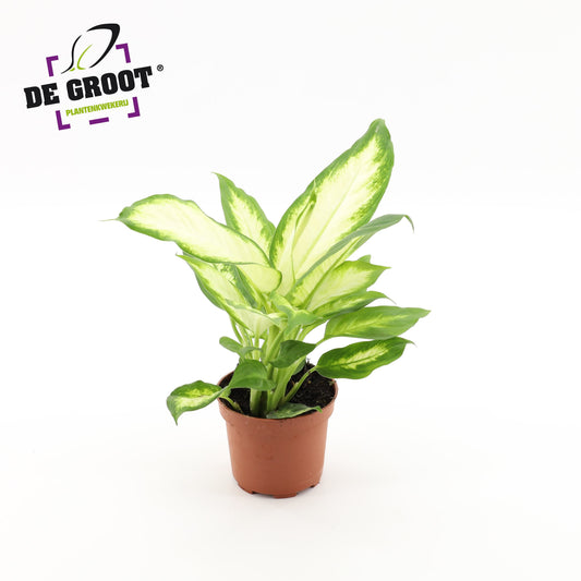 Dieffenbachia Bertina 38cm 12cm Pot