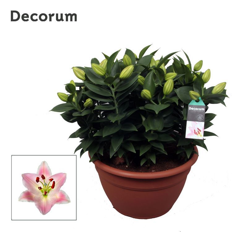 Lilium or. Souvenir 45cm 35cm Pot