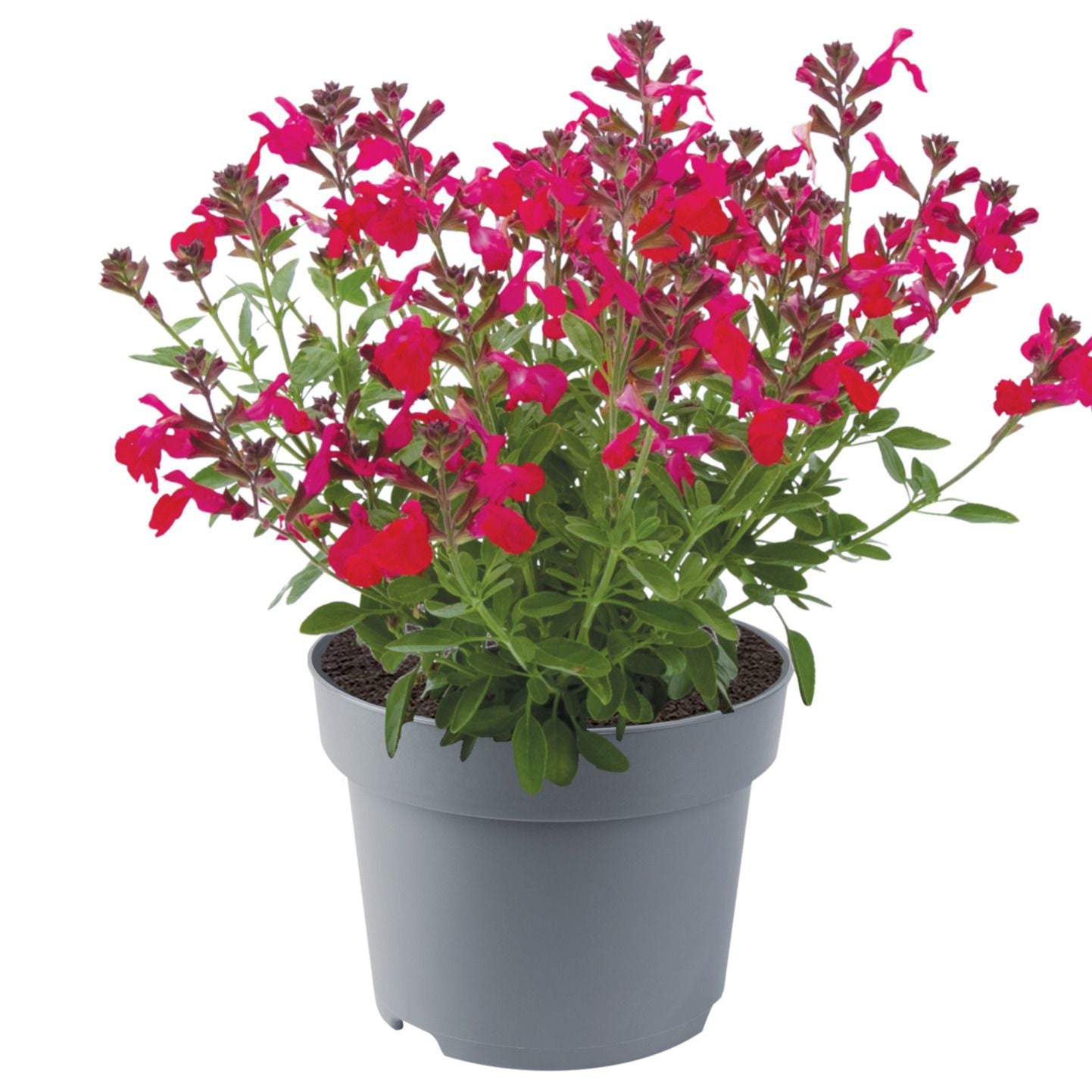 Salvia gre. Mirage Hot Pink 35cm 17cm Pot