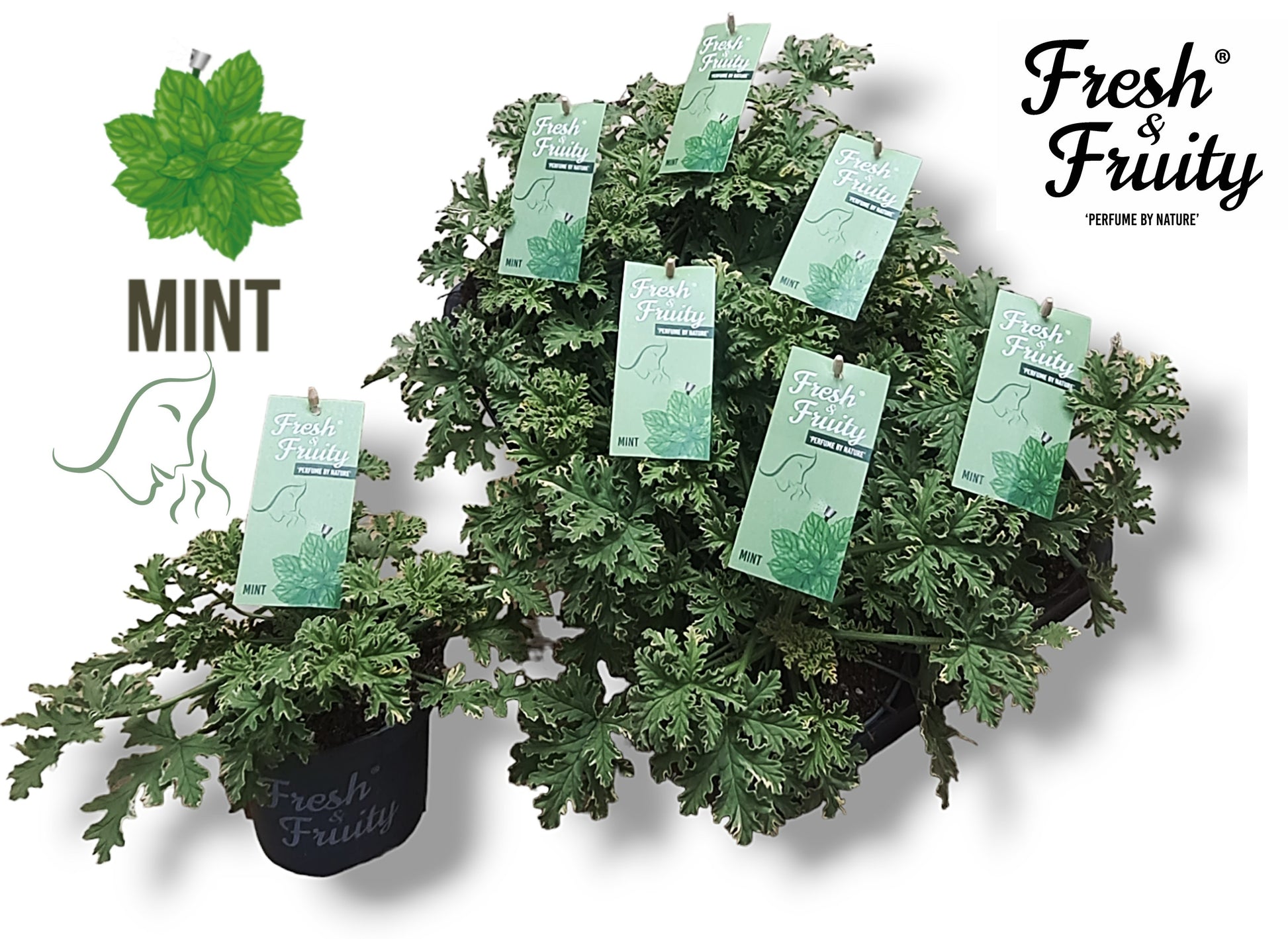 Pel. Fresh&Fruity Mint Fresh 20cm 12cm Pot