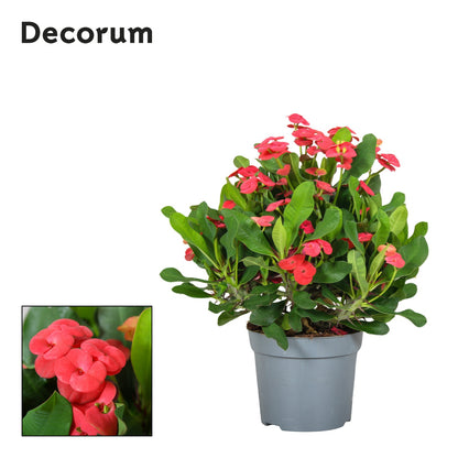 Euphorbia milii Vulcanus 25cm 13cm Pot