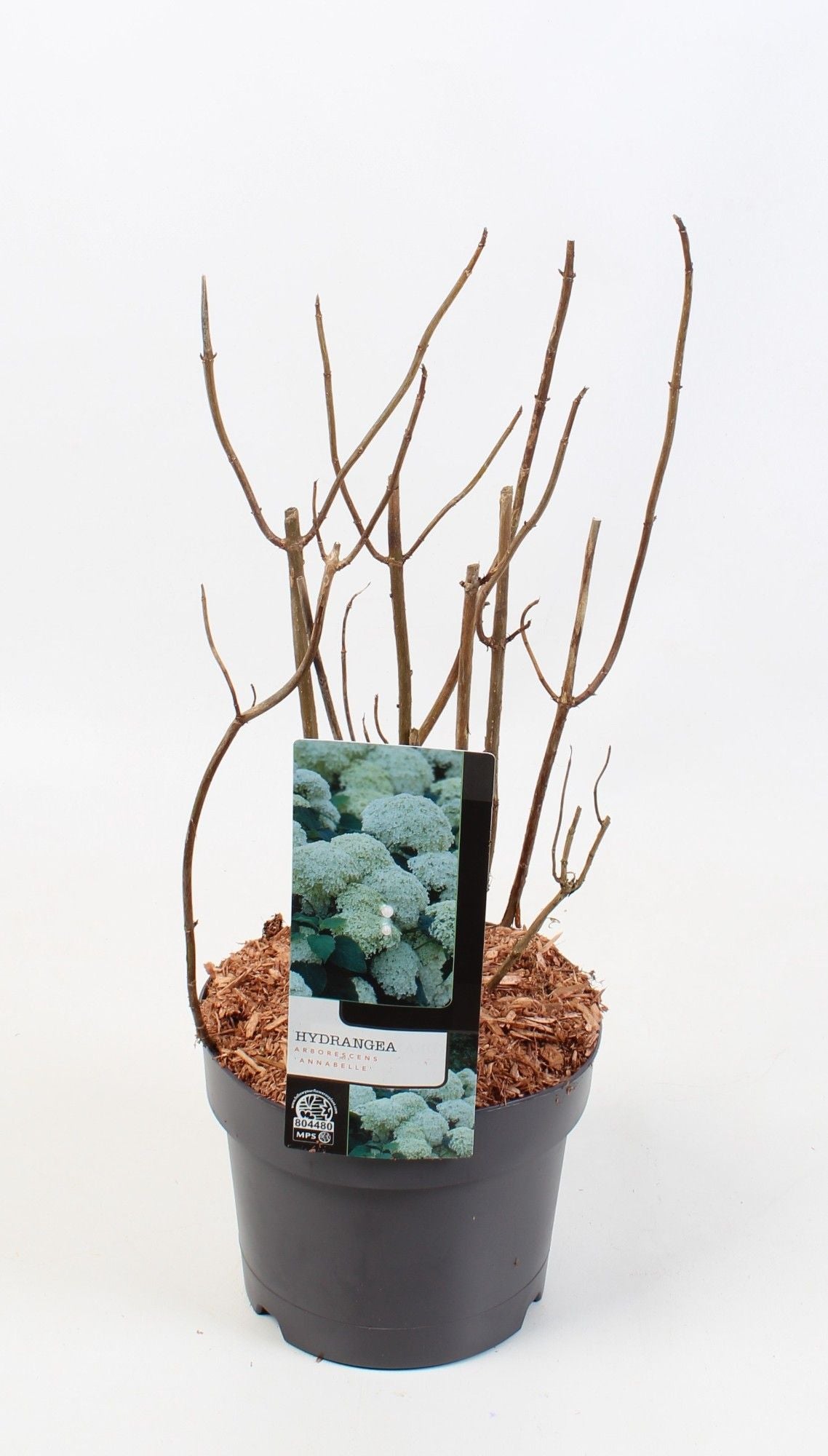 Hydrangea Annabelle 40cm 17cm Pot