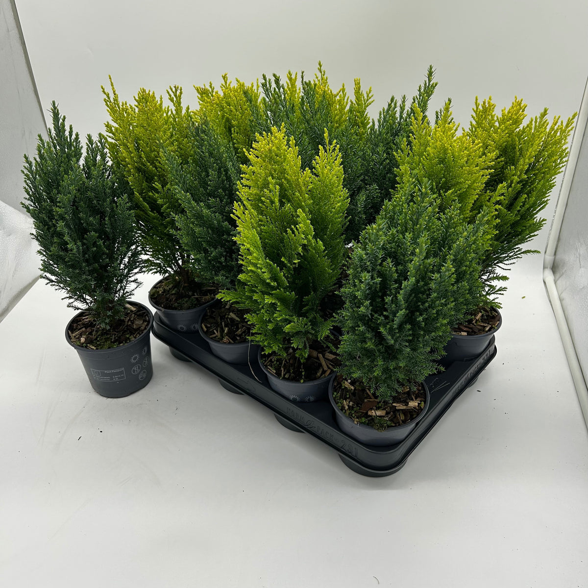 Conifer mix 35cm 10.5cm Pot