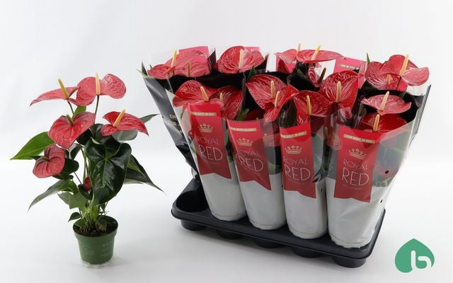 Anthurium Querida 45cm 12cm Pot