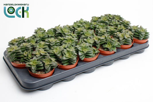 Crassula Spring Time 15cm Special Pot (508)