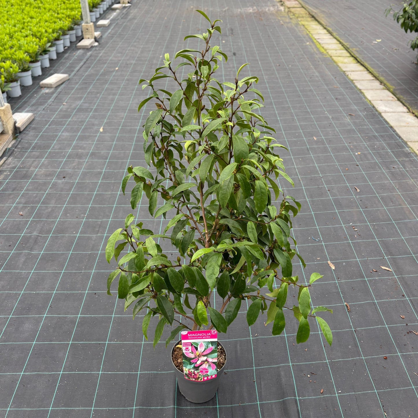 Magnolia soulangeana 45cm 19cm Pot