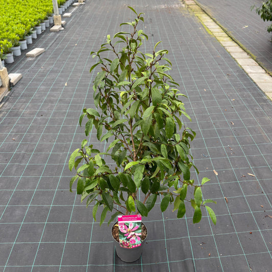 Magnolia soulangeana 45cm 19cm Pot