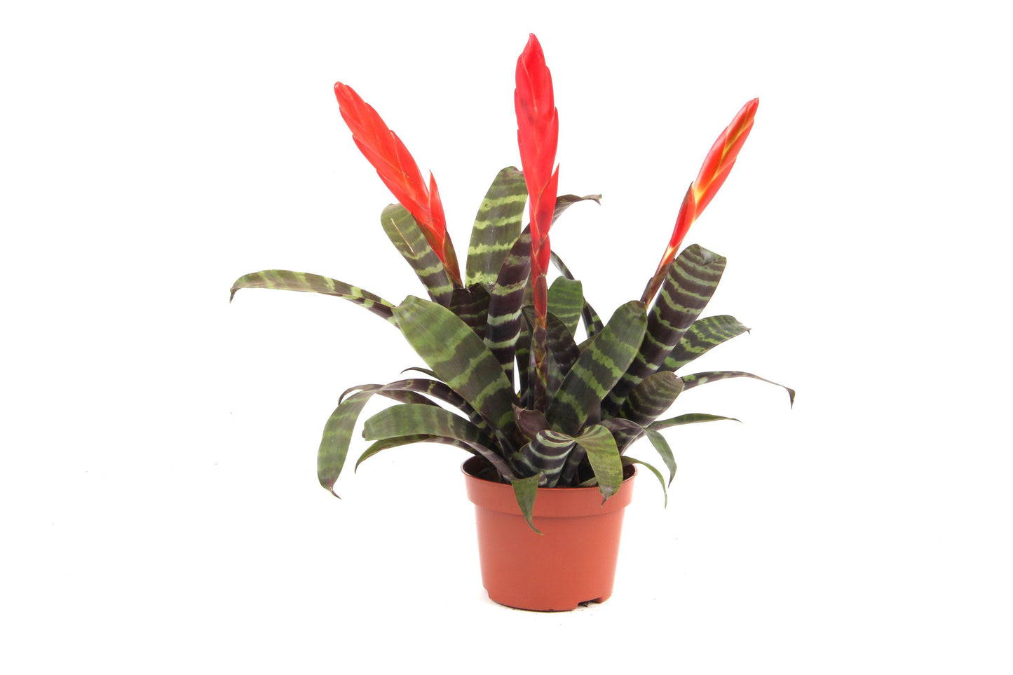 Vriesea Era 35cm 12cm Pot