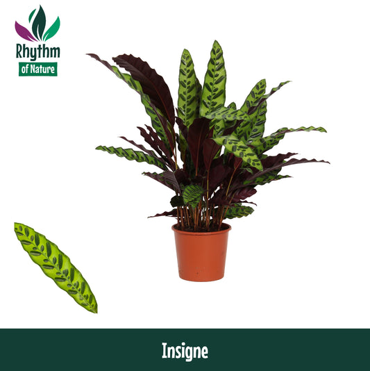 Calathea Insigne 65cm 17cm Pot