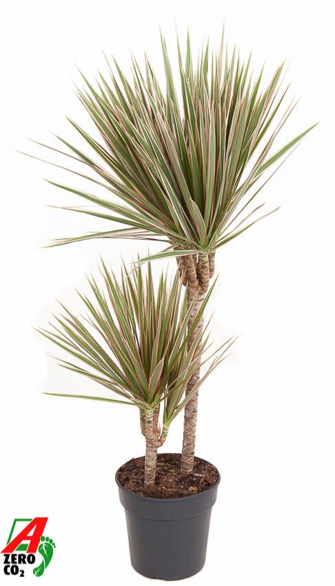 Dracaena Bicolor 45-15 100cm 19cm Pot